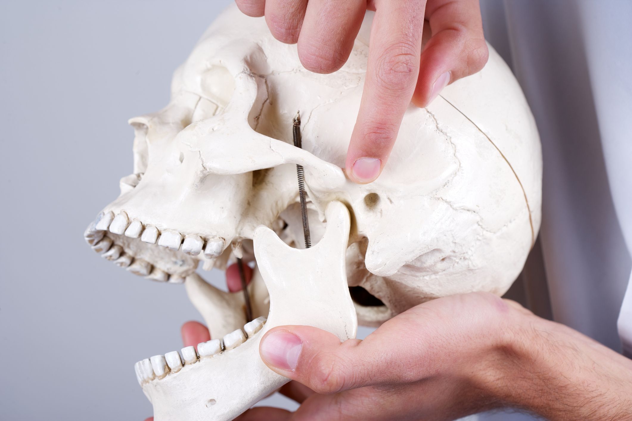 Finger pointing at jaw joint of a skull